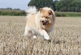 CHIEN FINNOIS DE LAPONIE 704